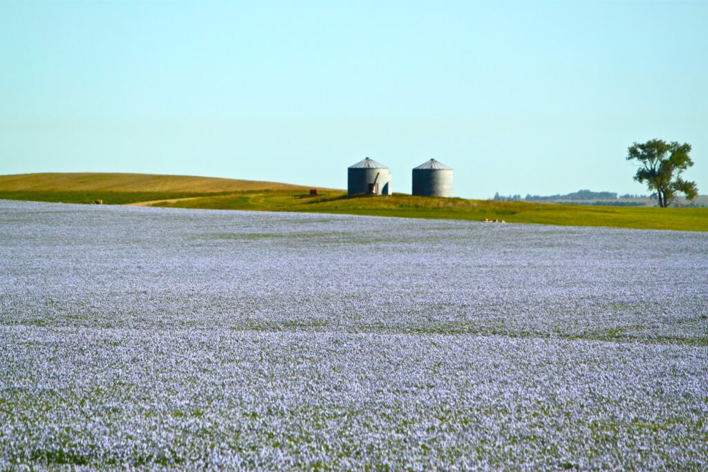 Flax farm in Saskatchewan