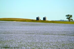 Flax farm in Saskatchewan